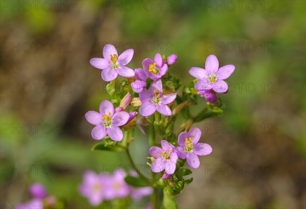 Common centaury (Centaurium erythraea)