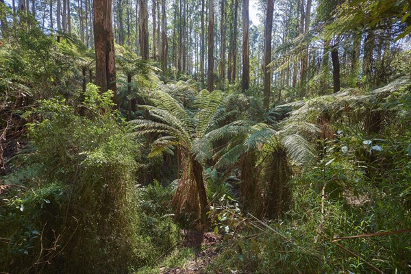 Rainforest with Tree ferns (Cyatheales) and Eucalyptus regnans trees (Eucalyptus regnans)