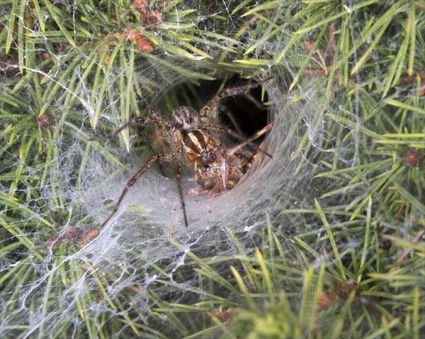 Funnel-Weaver Grass Spider (Agelenopsis sp)