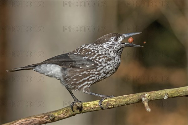 Spotted nutcracker (Nucifraga caryocatactes) with hazelnut in the beak