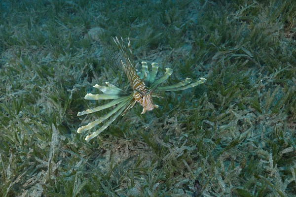 Poisonous fish Red LionfishÂ  (Pterois volitans) swim over bottom with sea grass in shallow water