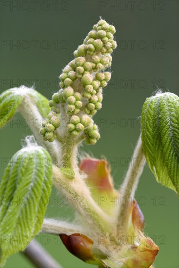 Horse chestnut (Aesculus hippocastanum)