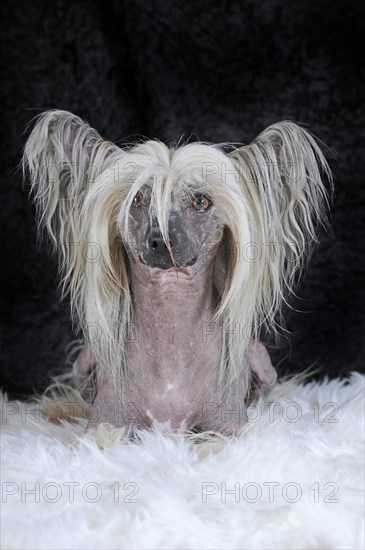 Dog breed Chinese Crested Hairless