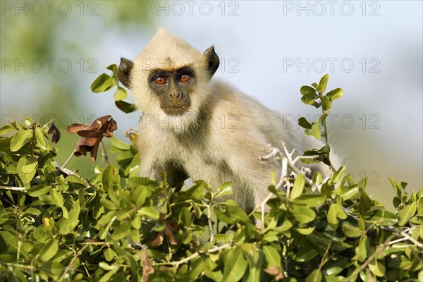 Tufted gray langur (Semnopithecus priam)