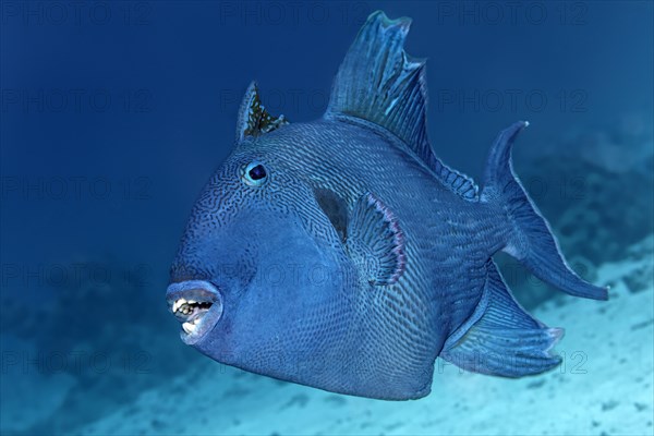 Blue triggerfish (Pseudobalistes fuscus)