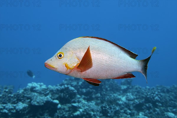 Humpback Red Snapper (Lutjanus gibbus)