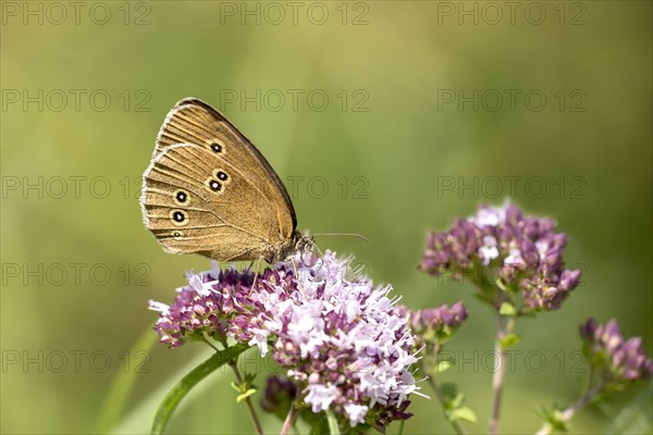 Ringlet (Aphantopus hyperantus) on Hemp agrimony (Eupatorium cannabinum)