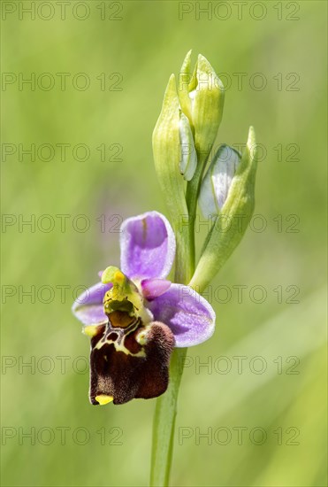 Late spider-orchid (Ophrys fuciflora)