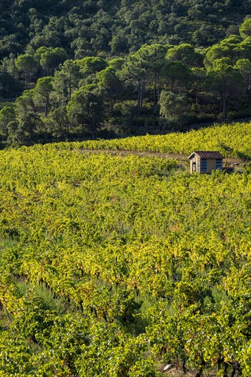 Vineyards producing organic wines in the Emporda region north of the Costa Brava