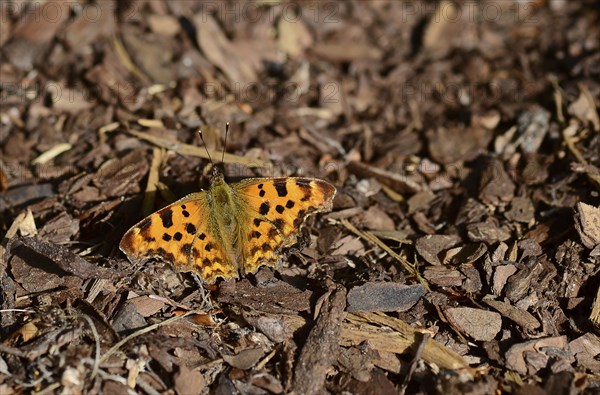 Red Admiral (Vanessa atalanta) is sitting on the ground