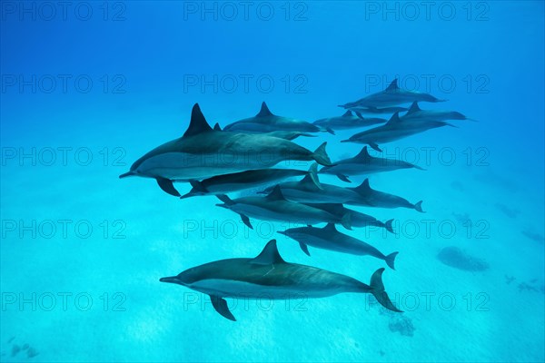 Pod of Spinner Dolphins (Stenella longirostris) swims over sandy bottom