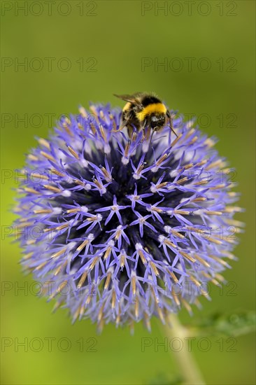 Large earth bumblebee (Bombus terrestris) on a globe thistle (Echinops)