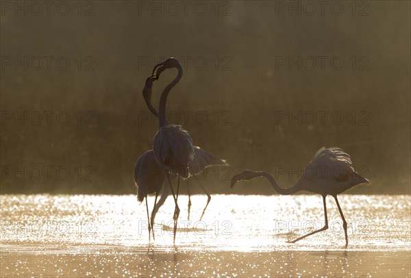 Greater Flamingo (Phoenicopterus roseus)