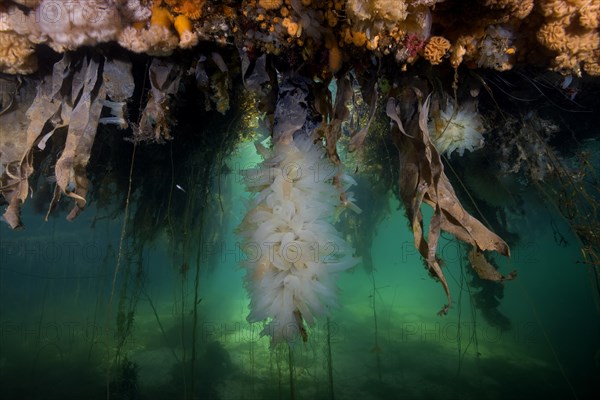 Colony of Transparent sea squirts or Yellow Sea Squirts (Ciona intestinalis)