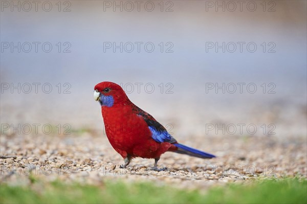 Crimson rosella (Platycercus elegans) on ground