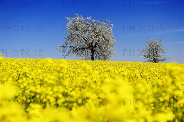 Rapeseed fields and blossoming cherry trees near Stucht