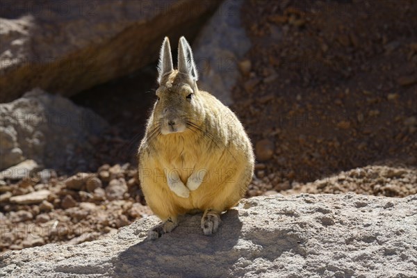 Southern Viscacha or mountain viscacha (Lagidium viscacia)