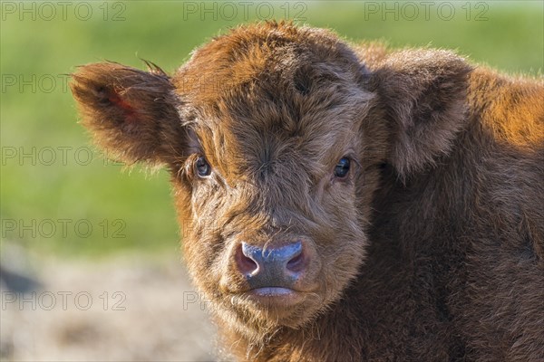 Highland Cattle (Bos primigenius taurus)