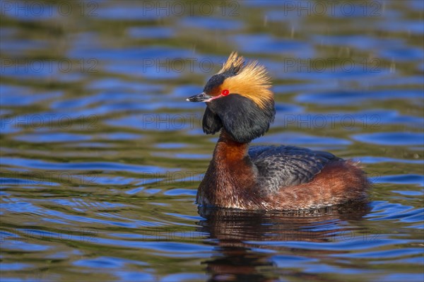 Horned Grebe (Podiceps auritus)