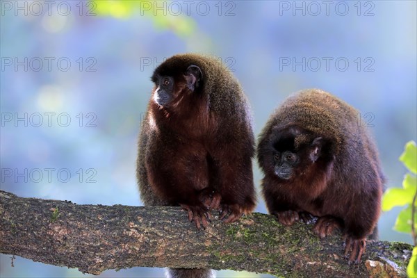 Coppery titi (Plecturocebus cupreus)