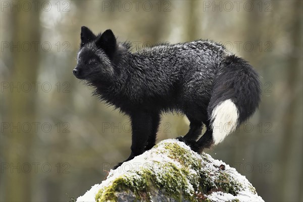 Silver fox