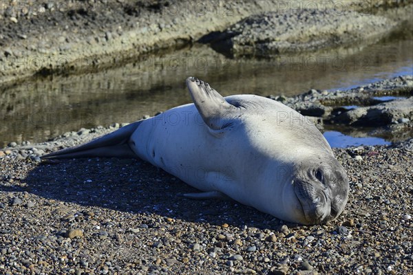 South American sea lion (Otaria flavescens)