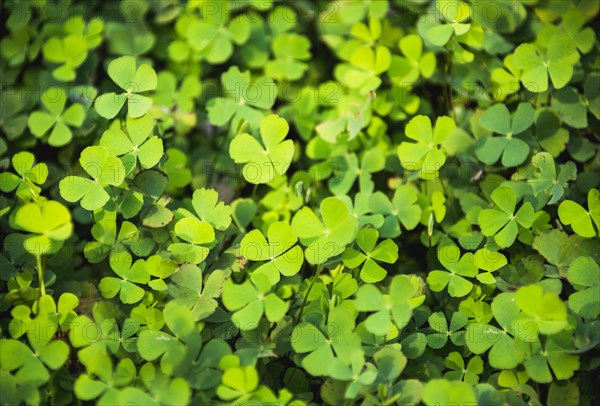 Clover with four leaves in a meadow