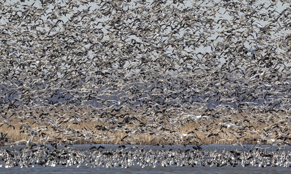 Spring migration of snow geese (Chen caerulescens)