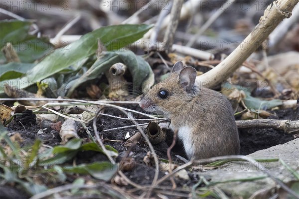 Yellow-necked mouse (Apodemus flavicollis)