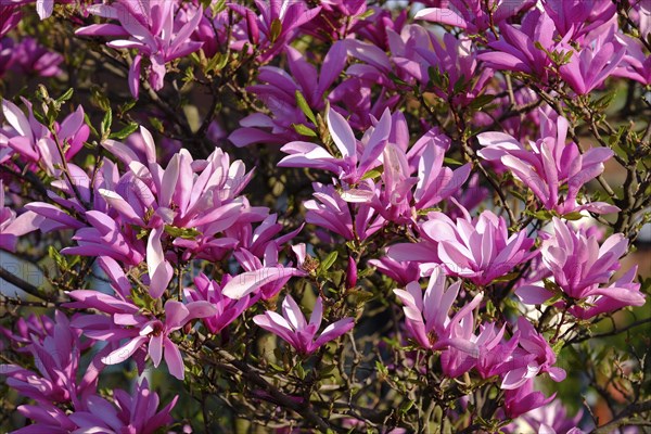 Mulan magnolia (Magnolia liliiflora)