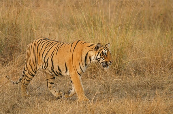 Bengal tiger (Panthera tigris tigris)