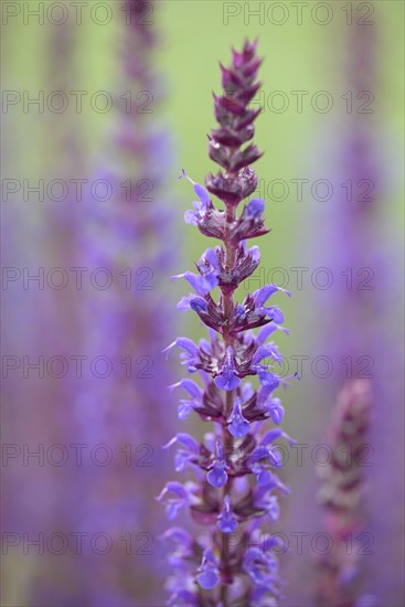 Woodland sage (Salvia nemorosa)