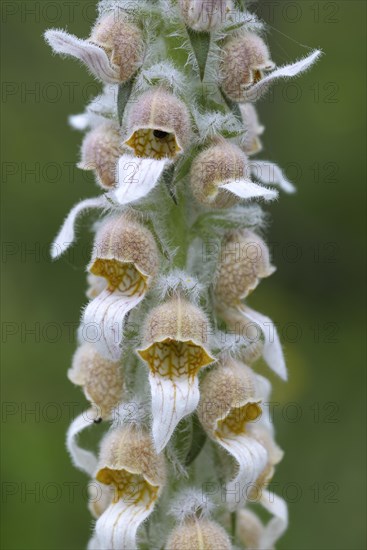 Woolly Foxglove (Digitalis lanata)