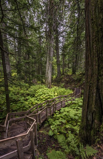 Wood path