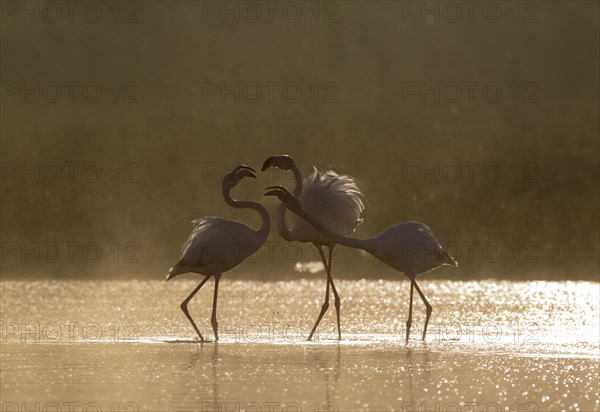 Greater Flamingo (Phoenicopterus roseus)