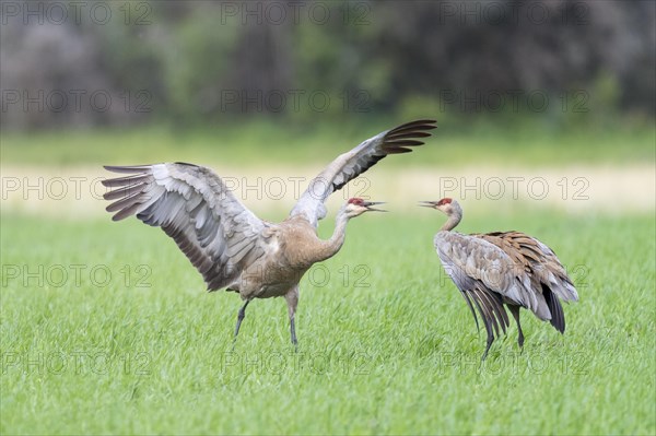 Two Sandhill cranes (Grus canadensis) on field