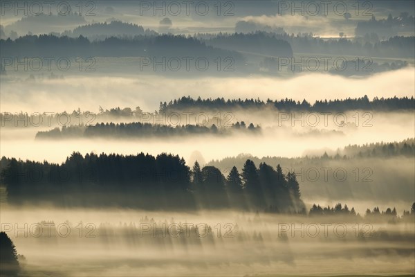 Morning fog