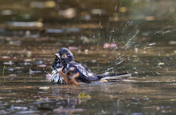 Eastern Towhee (Pipilo erythrophthalmus) bathing in a forest creek among fallen autumn leaves