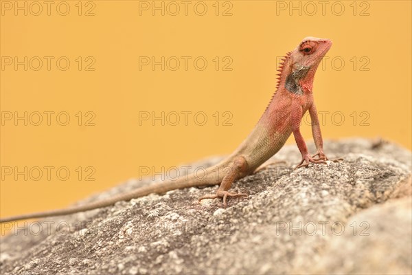 Male Oriental Garden Lizard (calotes versicolor) on rock