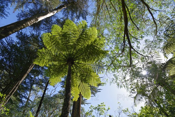 Silver fern (Cyathea dealbata) in tropical rainforest