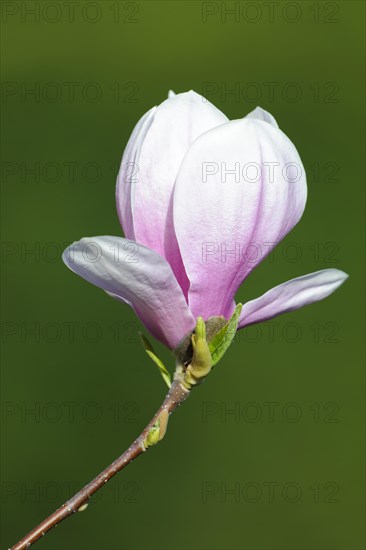 Flowering of Chinese Magnolia (Magnolia x soulangeana)