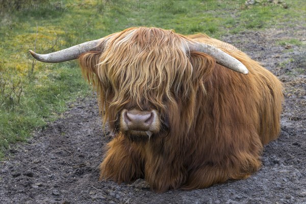 Highland Cattle (Bos primigenius taurus)