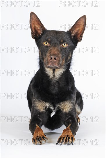 Australian Kelpie