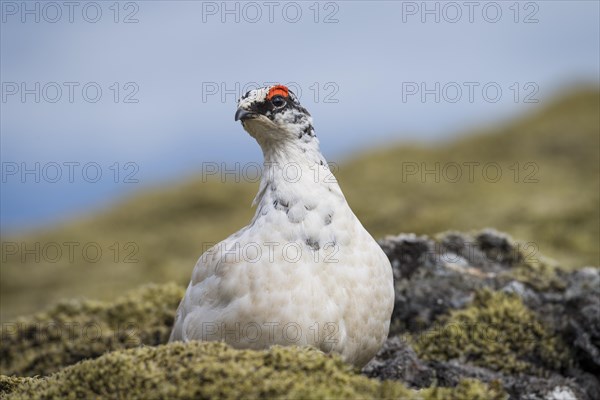 Rock Ptarmigan (Lagopus muta)