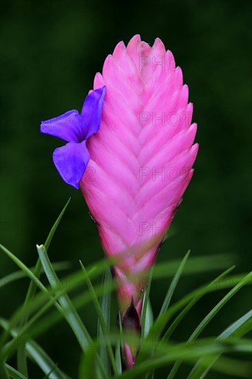 Blue tillandsia (tillandsia cyanea)