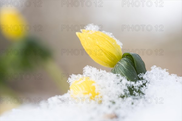 Winter aconite (Eranthis hyemalis)