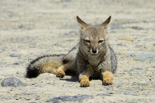 South American gray fox (Lycalopex griseus)