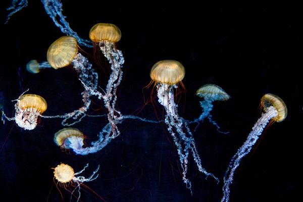 Compass jellyfish (Chrysaora hysoscella)