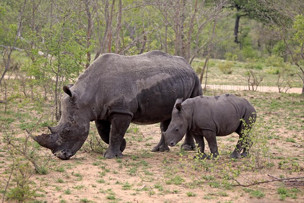 White rhinoceroses (Ceratotherium simum)