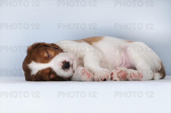 Irish Red and White Setter